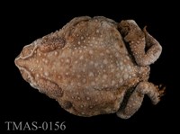 藏品(黑眶蟾蜍)的圖片